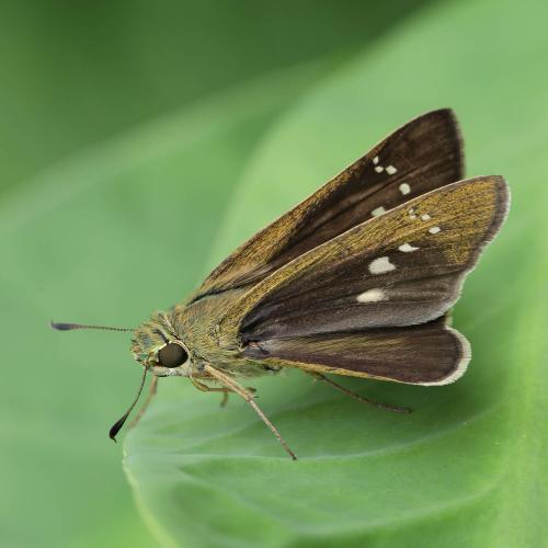 Borbo cinnara